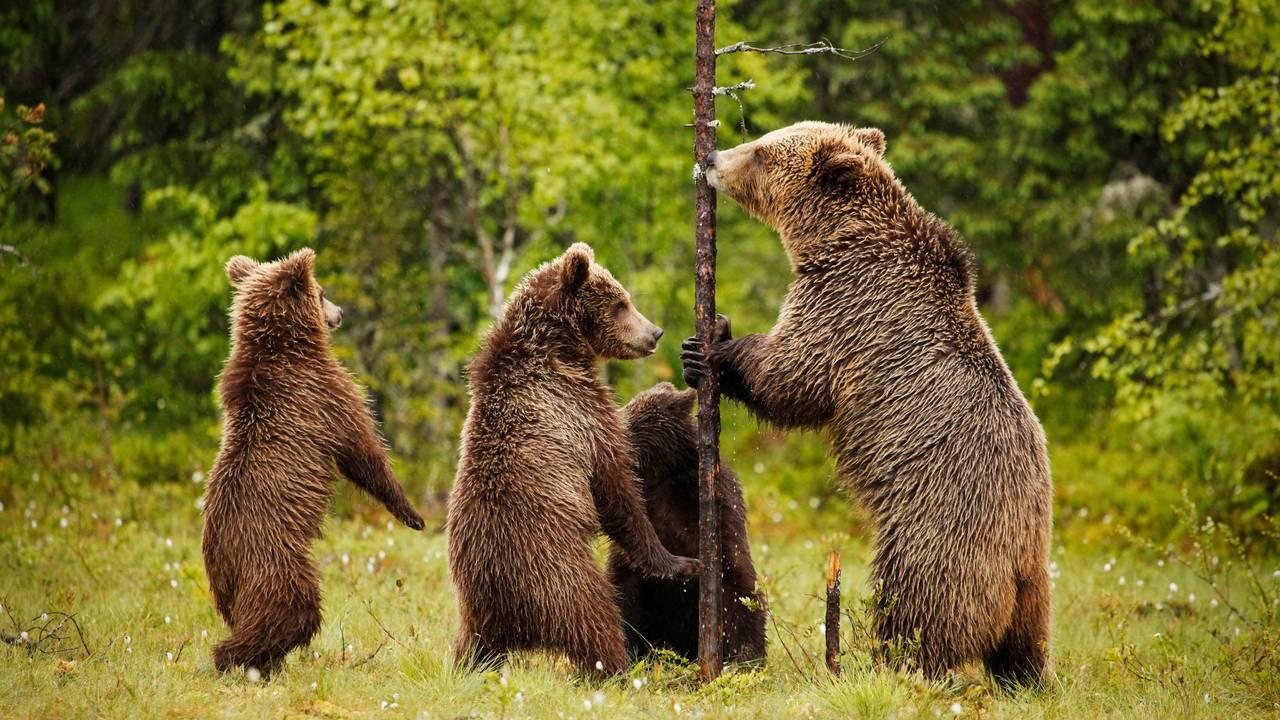 Bilde av Presentasjon i en fei: Dyrekjennskap!